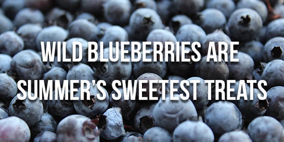 wild_blueberries_banner_sweetest_summer_treat_600px